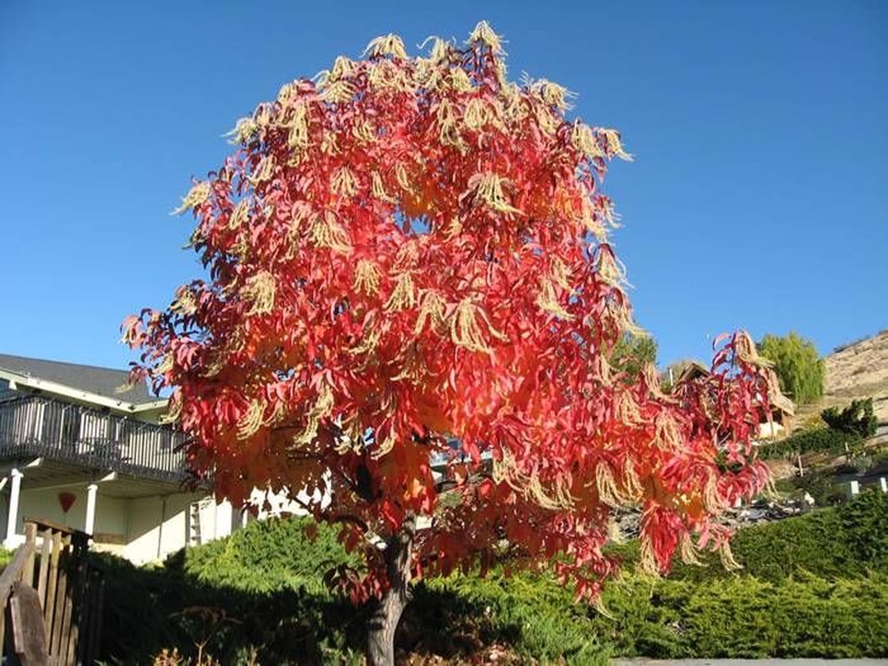 Sourwood with fall color